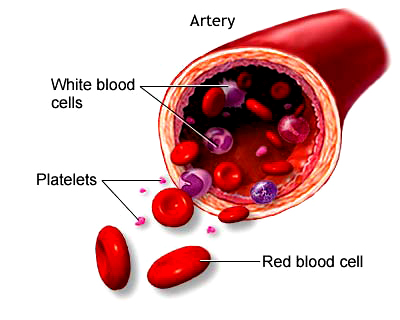 Red Blood Cell Minerals | Piedmont Physical Medicine & Rehabilitation Red Blood Cell Minerals | Piedmont Physical Medicine & Rehabilitation